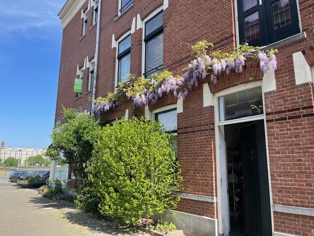 Foto blauwe regen.jpg